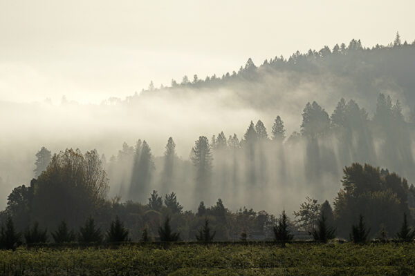 fog through mountains