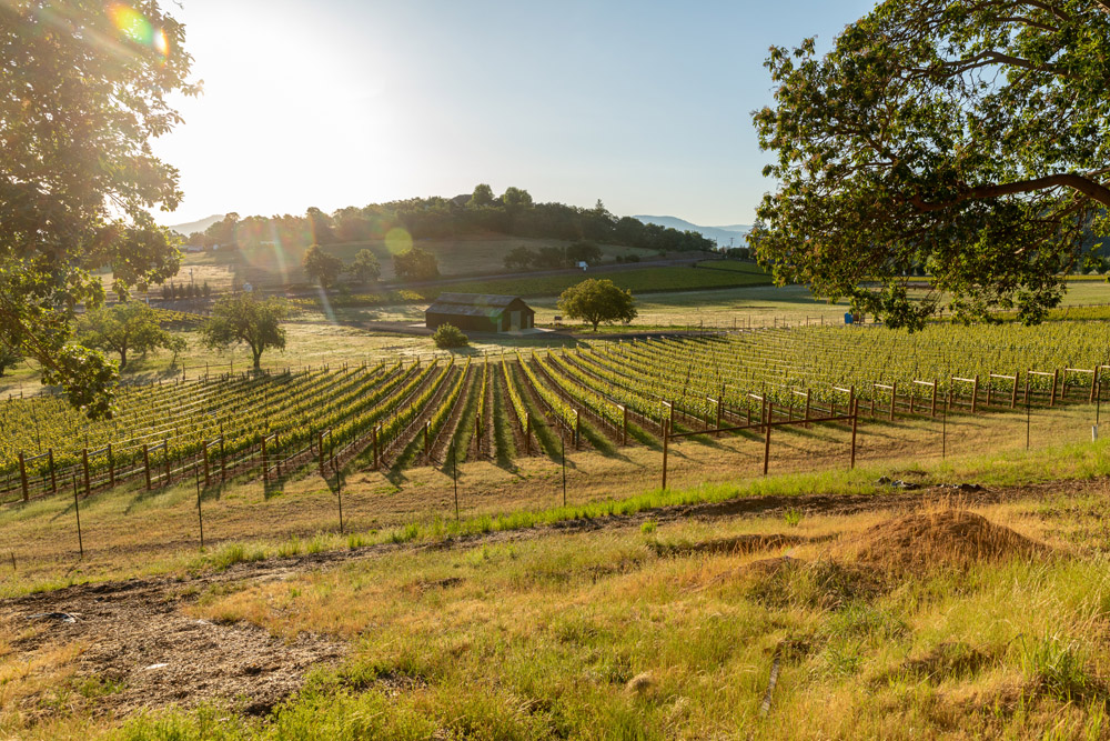 vineyard homesite