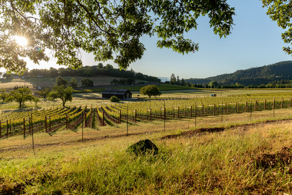 vineyard homesite