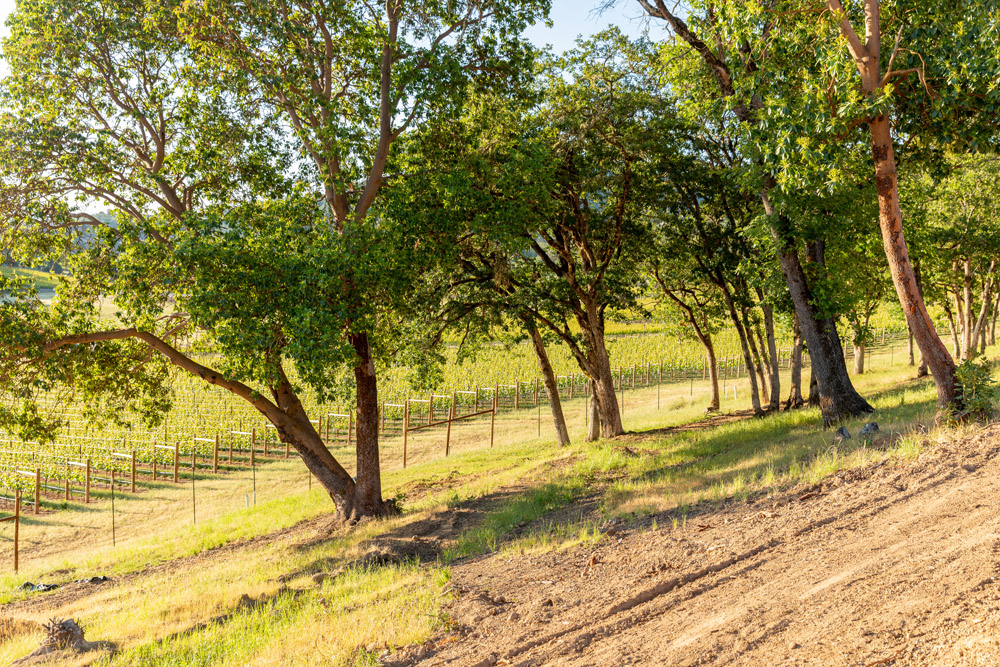 vineyard homesite
