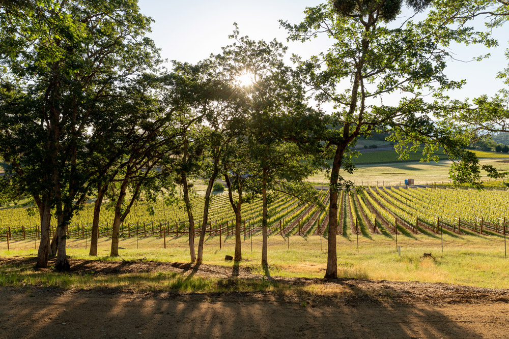vineyard homesite