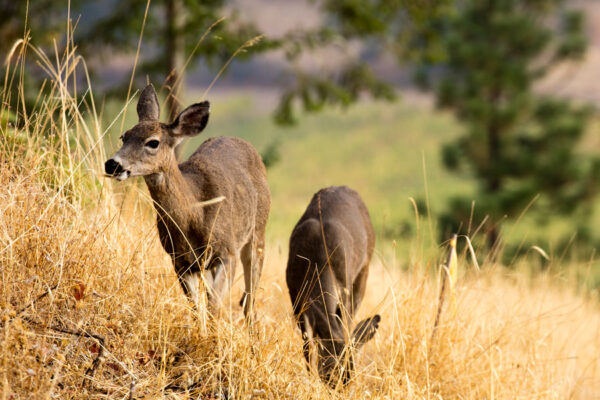 deer eating grass