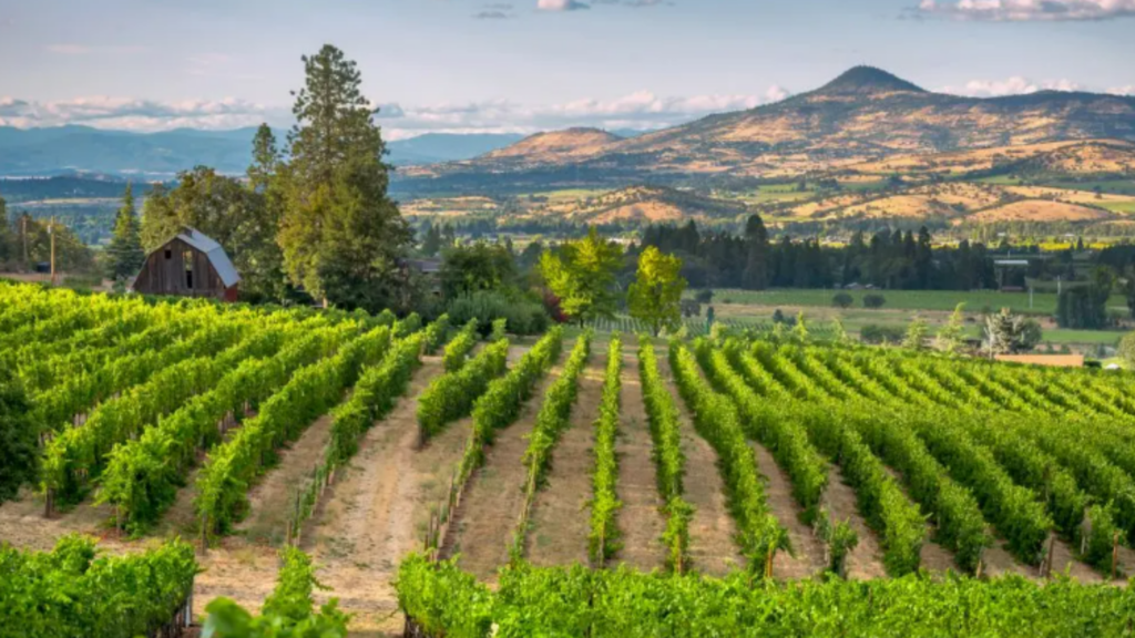rogue valley vineyard