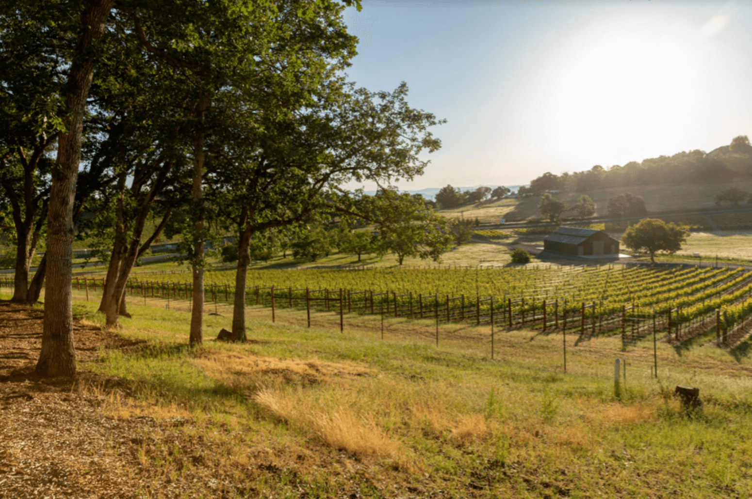 available lot vineyard view