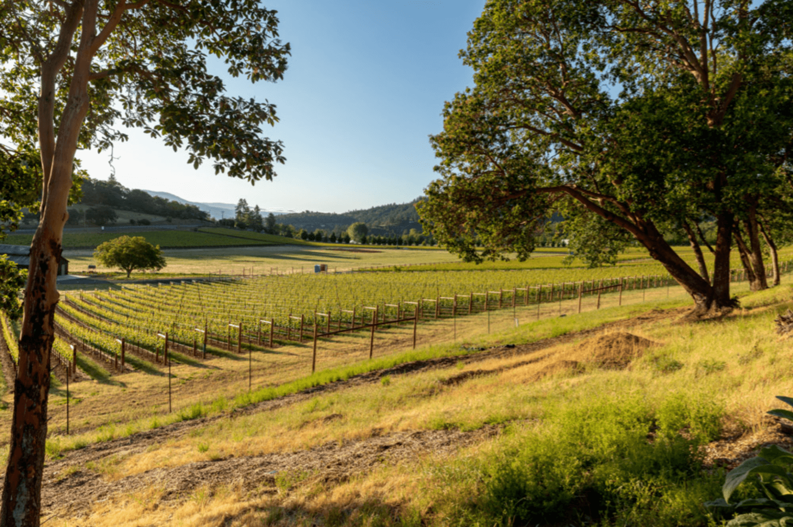 south-view-condensed